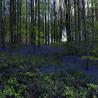 images/Wald/Wald_der_blauen_Blumen _8.jpg